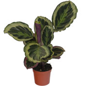 Calathea, green foliage